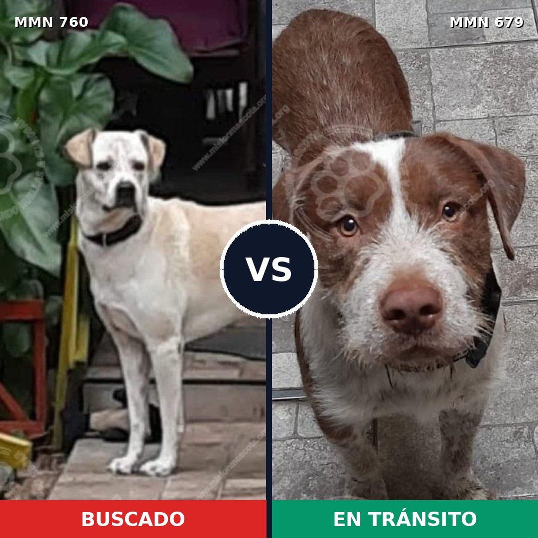 Comparativa MMS 12313: mascota perdida y mascota encontrada, 31% de similitud
