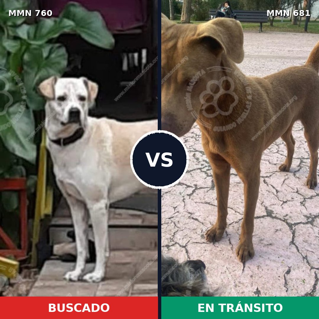 Comparativa MMS 12314: mascota perdida y mascota encontrada, 20% de similitud