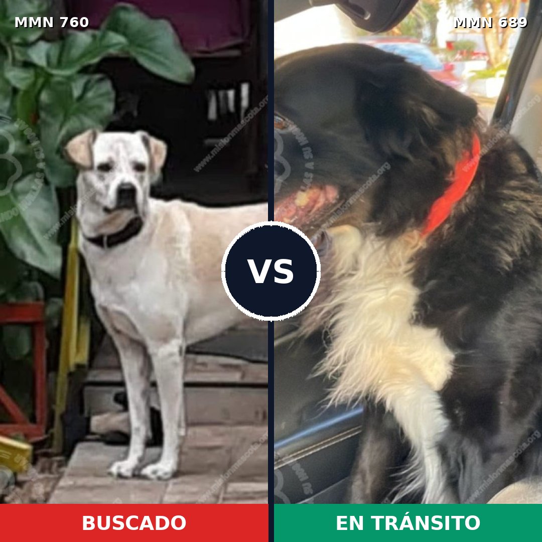 Comparativa MMS 12315: mascota perdida y mascota encontrada, 75% de similitud