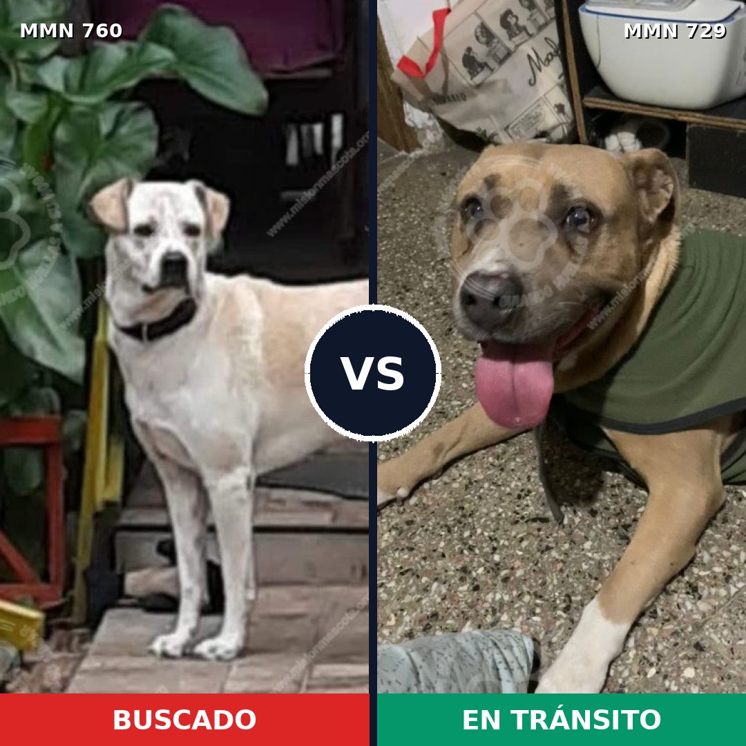 Comparativa MMS 12317: mascota perdida y mascota encontrada, 56% de similitud