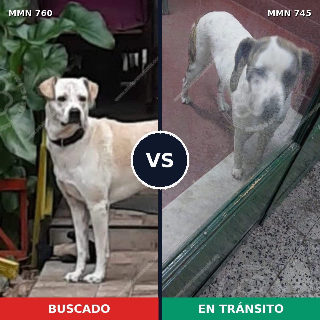 Comparativa MMS 12318: mascota perdida y mascota encontrada, 68% de similitud
