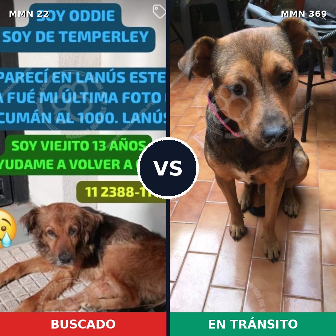 Comparativa MMS 1232: mascota perdida y mascota encontrada, 70% de similitud