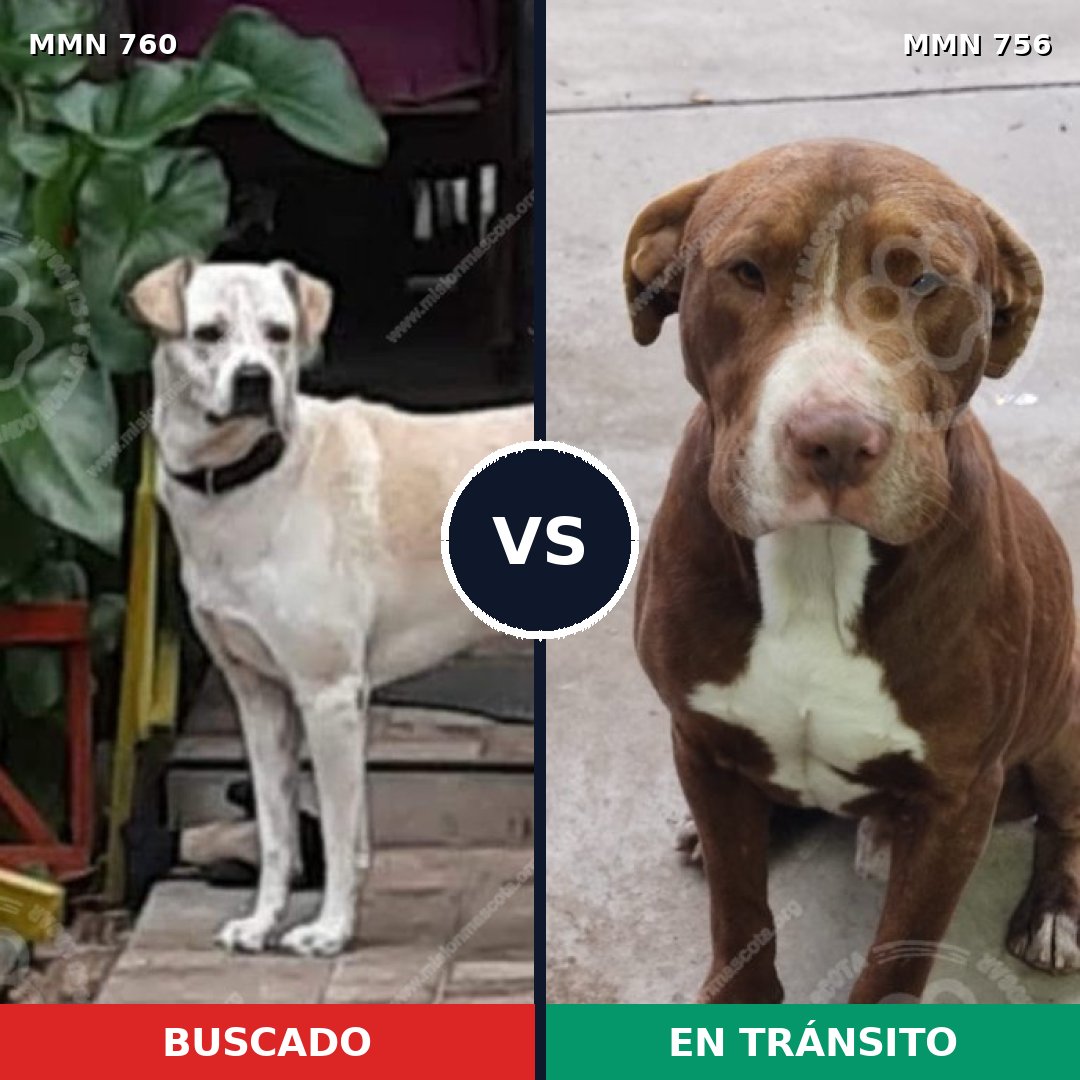 Comparativa MMS 12320: mascota perdida y mascota encontrada, 32% de similitud