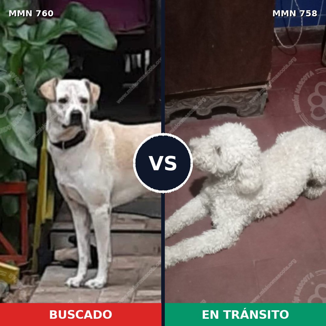 Comparativa MMS 12321: mascota perdida y mascota encontrada, 31% de similitud