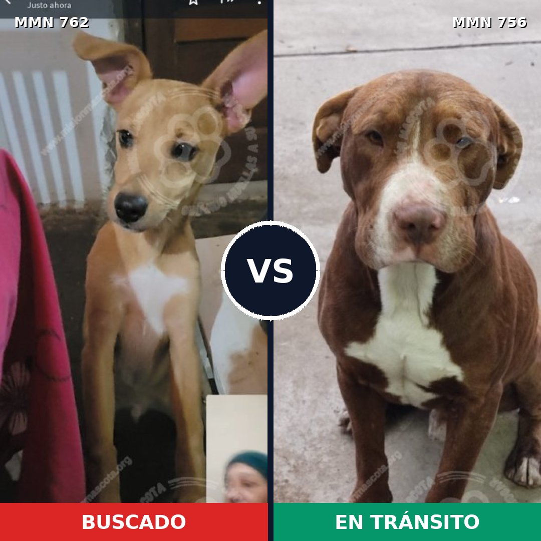 Comparativa MMS 12322: mascota perdida y mascota encontrada, 43% de similitud