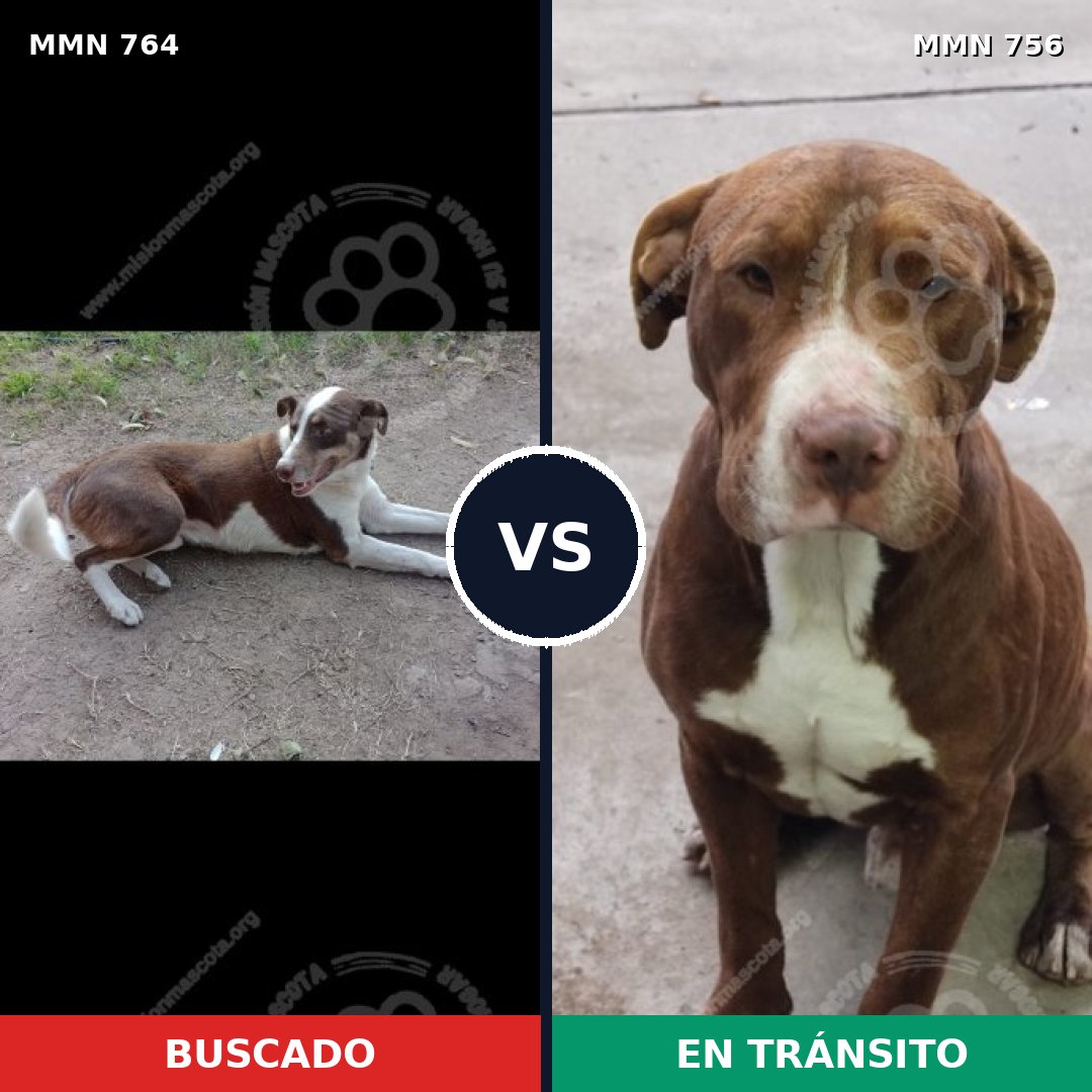 Comparativa MMS 12323: mascota perdida y mascota encontrada, 57% de similitud