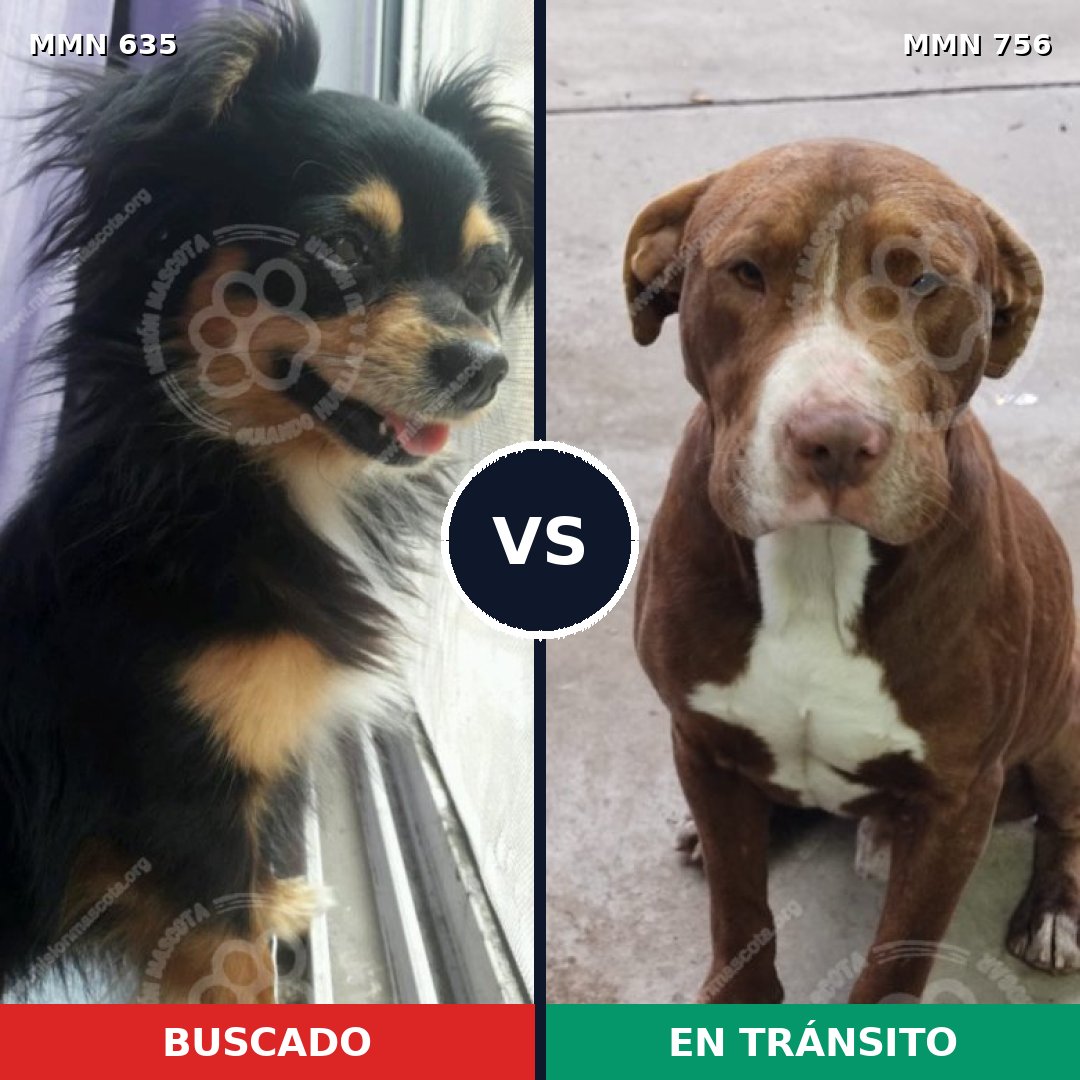 Comparativa MMS 12324: mascota perdida y mascota encontrada, 28% de similitud