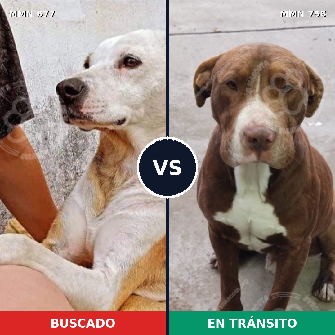 Comparativa MMS 12325: mascota perdida y mascota encontrada, 40% de similitud