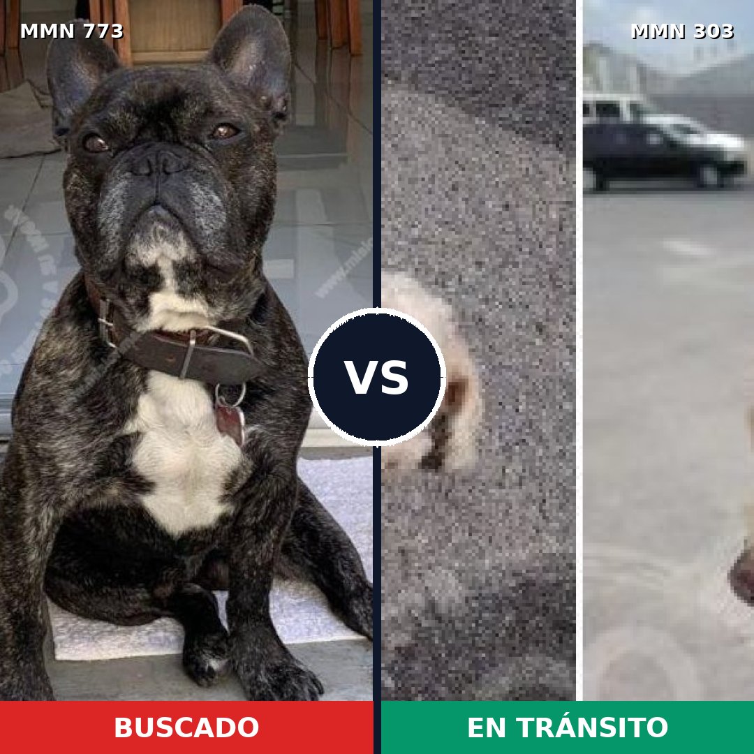 Comparativa MMS 12326: mascota perdida y mascota encontrada, 32% de similitud