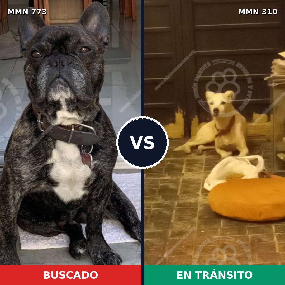 Comparativa MMS 12327: mascota perdida y mascota encontrada, 49% de similitud