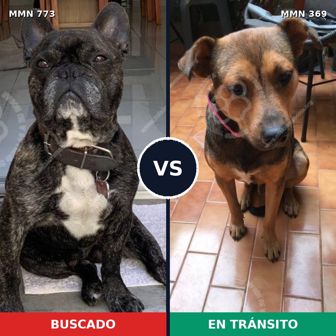 Comparativa MMS 12328: mascota perdida y mascota encontrada, 59% de similitud