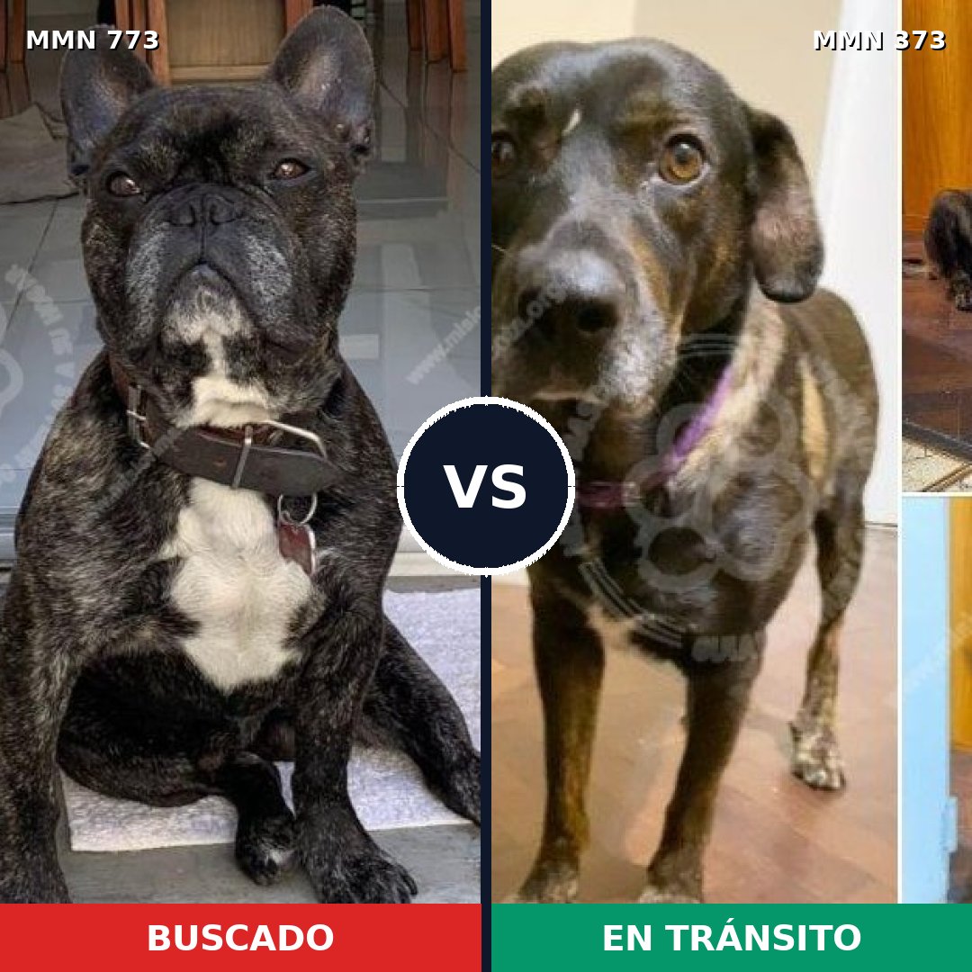 Comparativa MMS 12329: mascota perdida y mascota encontrada, 47% de similitud