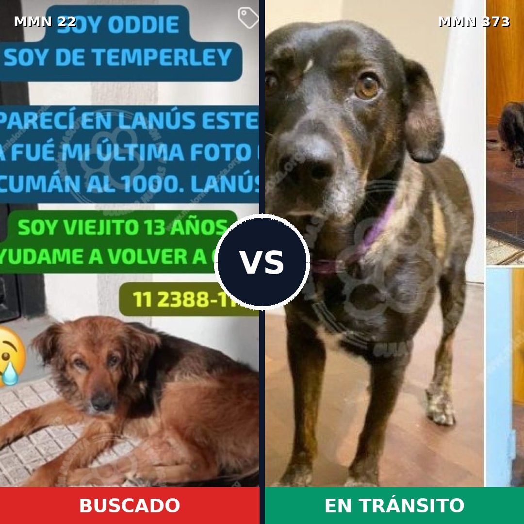 Comparativa MMS 1233: mascota perdida y mascota encontrada, 73% de similitud