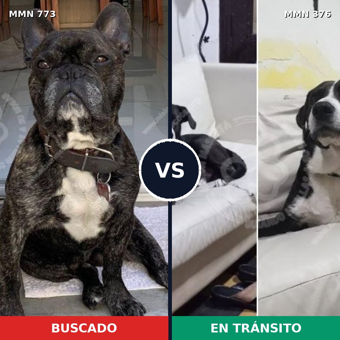 Comparativa MMS 12330: mascota perdida y mascota encontrada, 57% de similitud