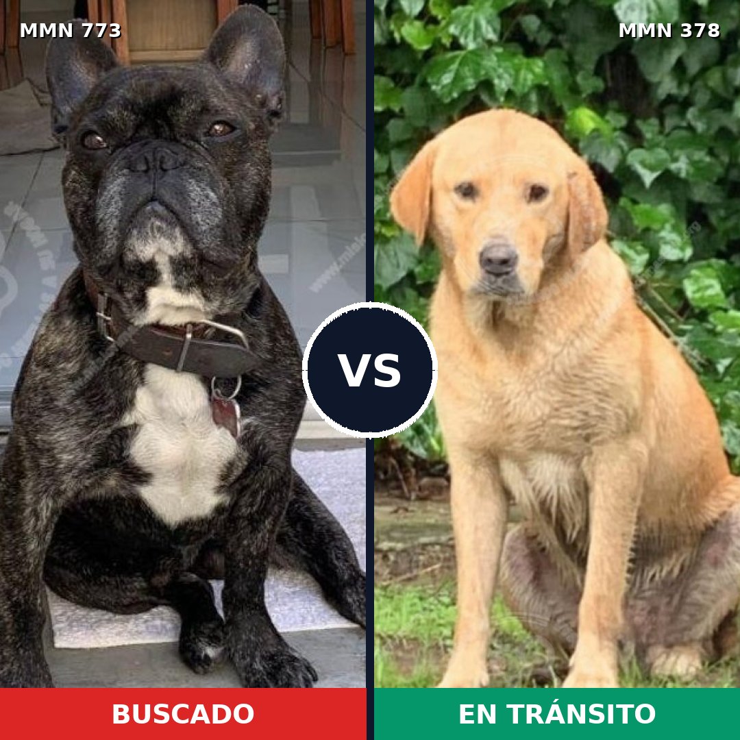 Comparativa MMS 12331: mascota perdida y mascota encontrada, 31% de similitud