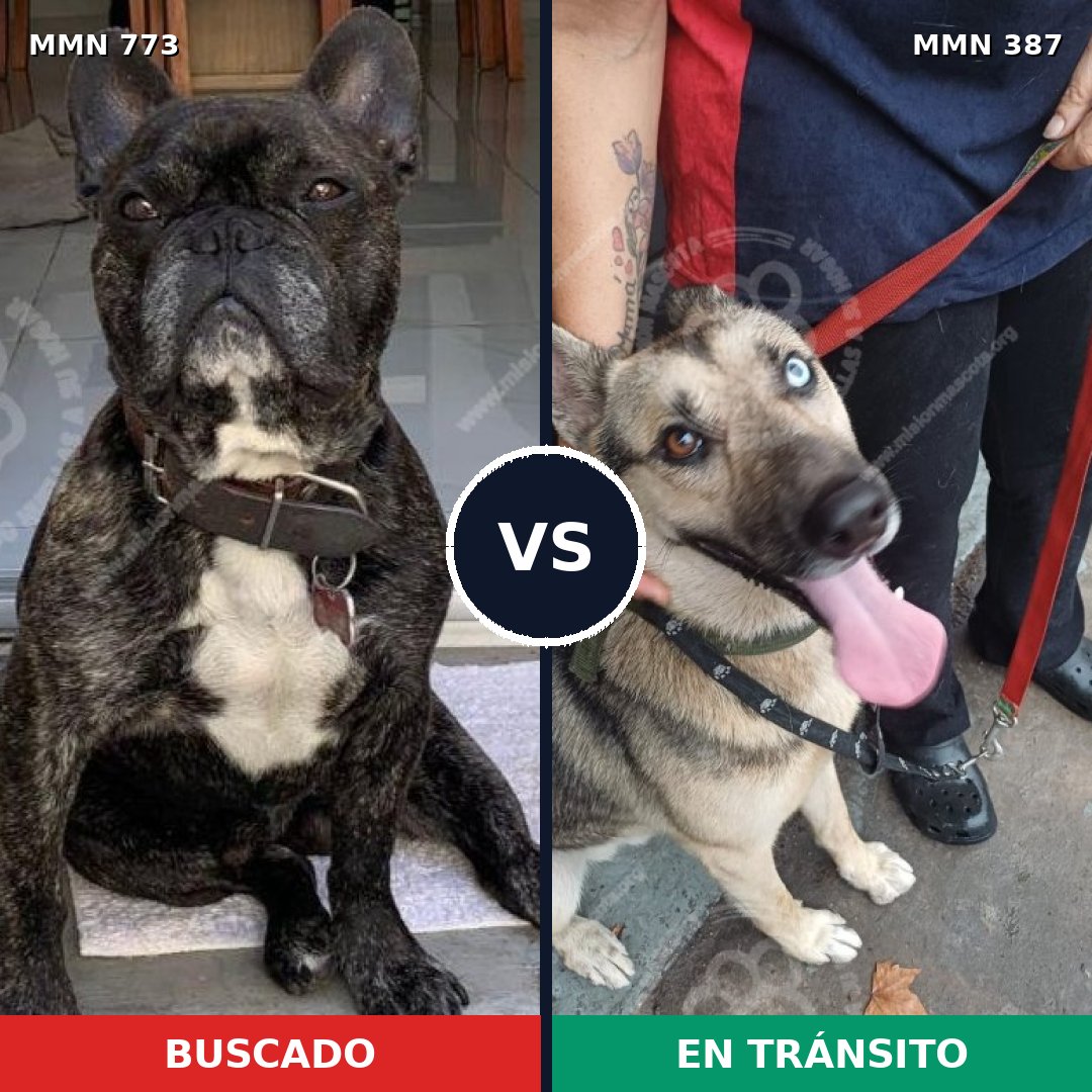 Comparativa MMS 12332: mascota perdida y mascota encontrada, 41% de similitud
