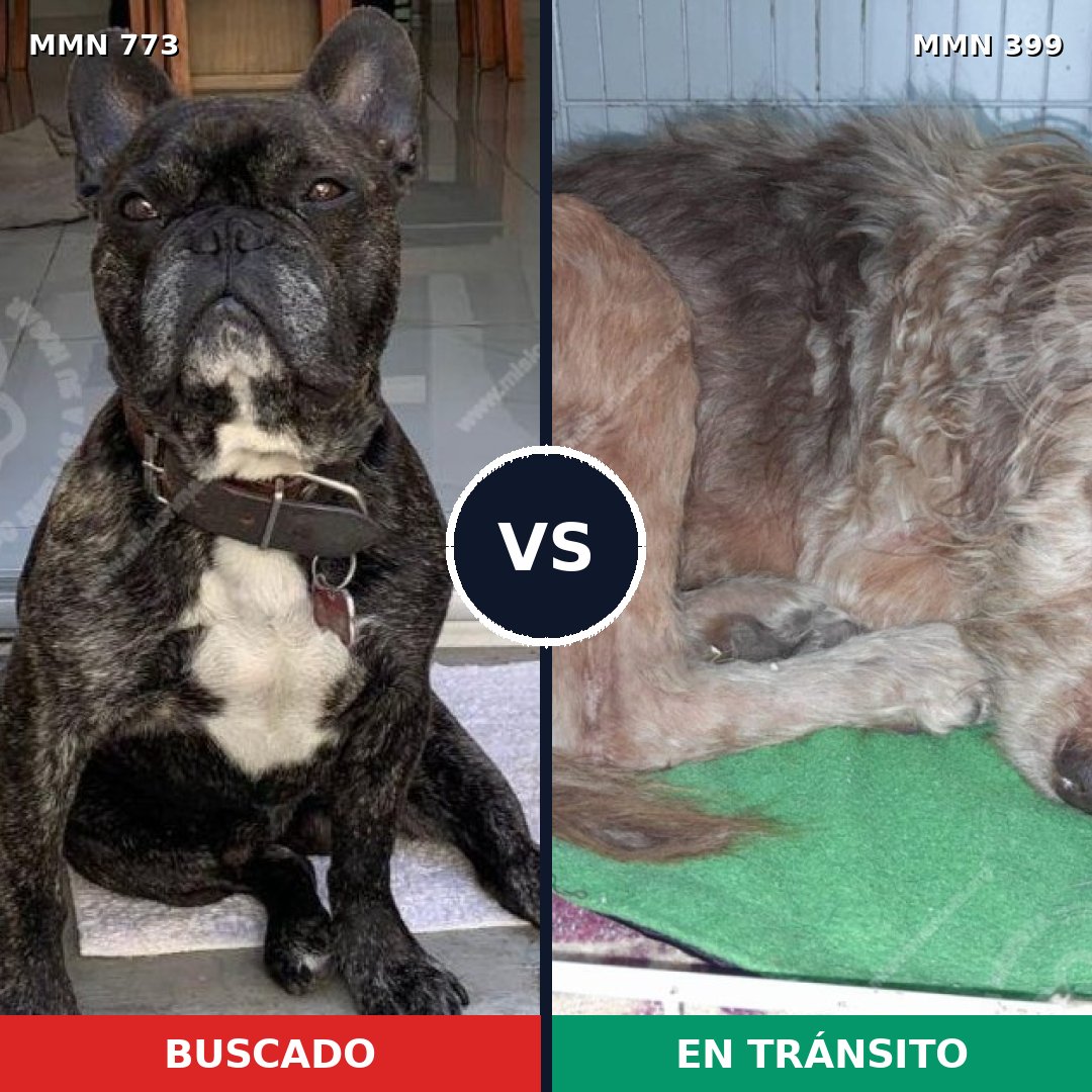 Comparativa MMS 12333: mascota perdida y mascota encontrada, 47% de similitud
