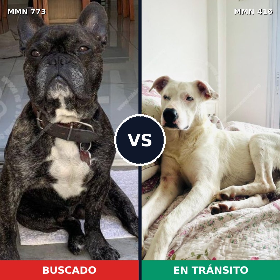 Comparativa MMS 12334: mascota perdida y mascota encontrada, 36% de similitud