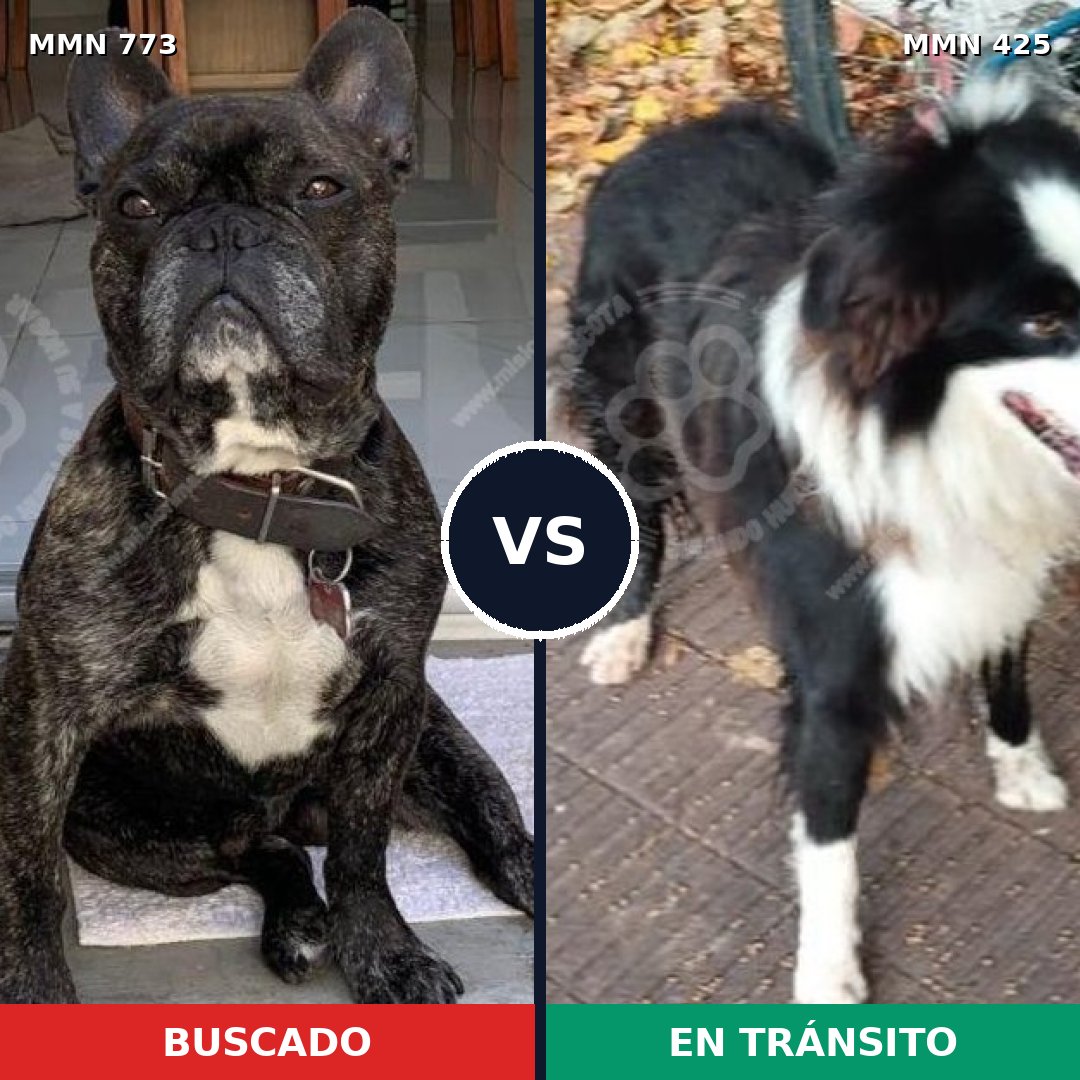 Comparativa MMS 12336: mascota perdida y mascota encontrada, 41% de similitud