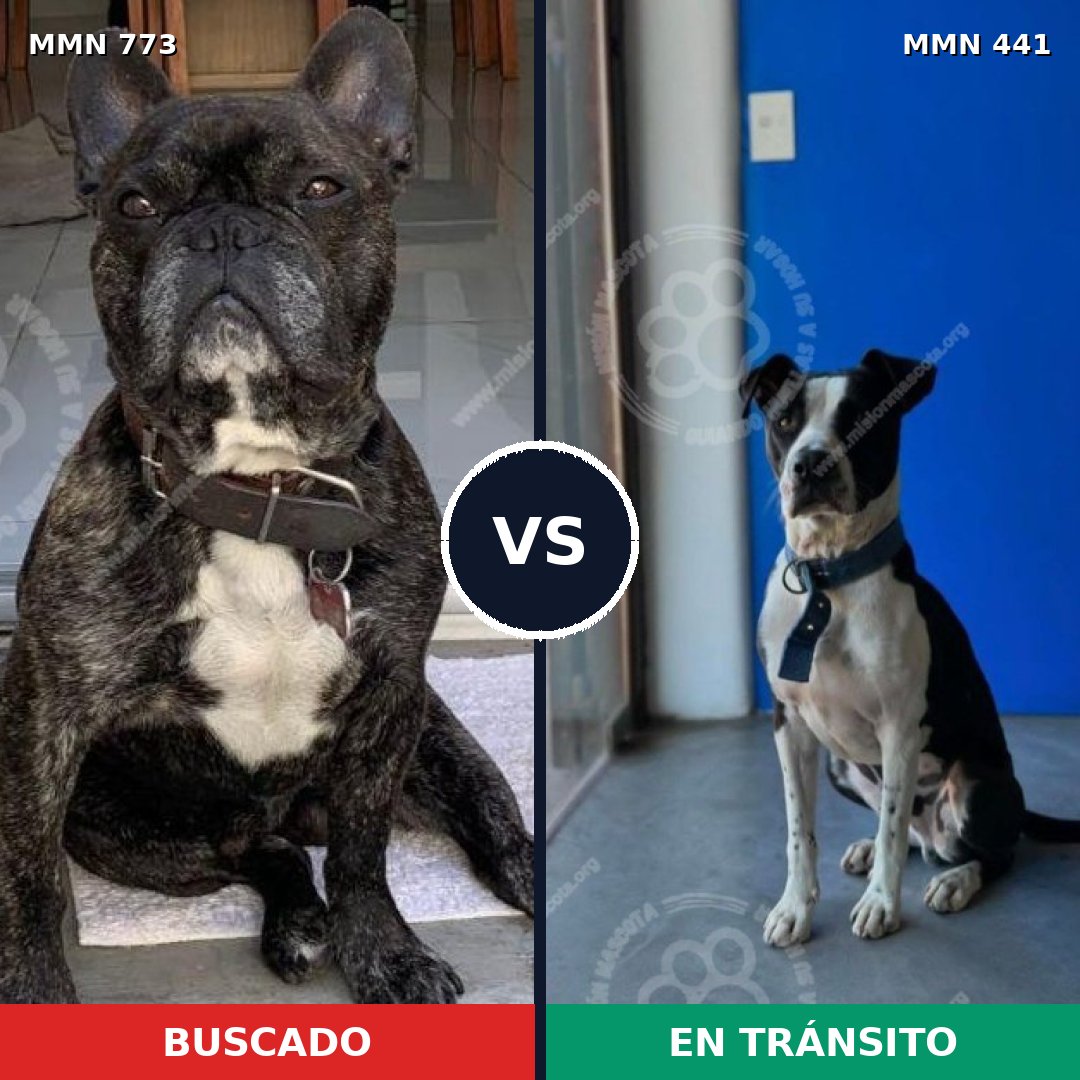 Comparativa MMS 12337: mascota perdida y mascota encontrada, 47% de similitud