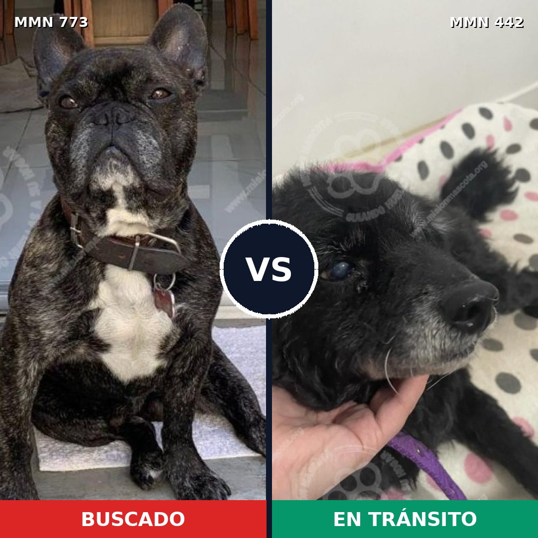 Comparativa MMS 12338: mascota perdida y mascota encontrada, 53% de similitud