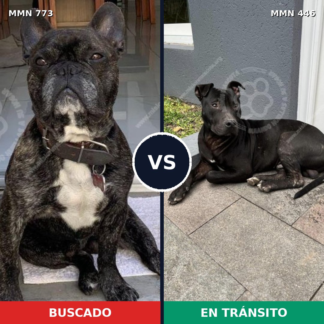 Comparativa MMS 12339: mascota perdida y mascota encontrada, 59% de similitud