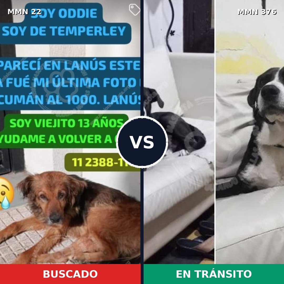 Comparativa MMS 1234: mascota perdida y mascota encontrada, 72% de similitud
