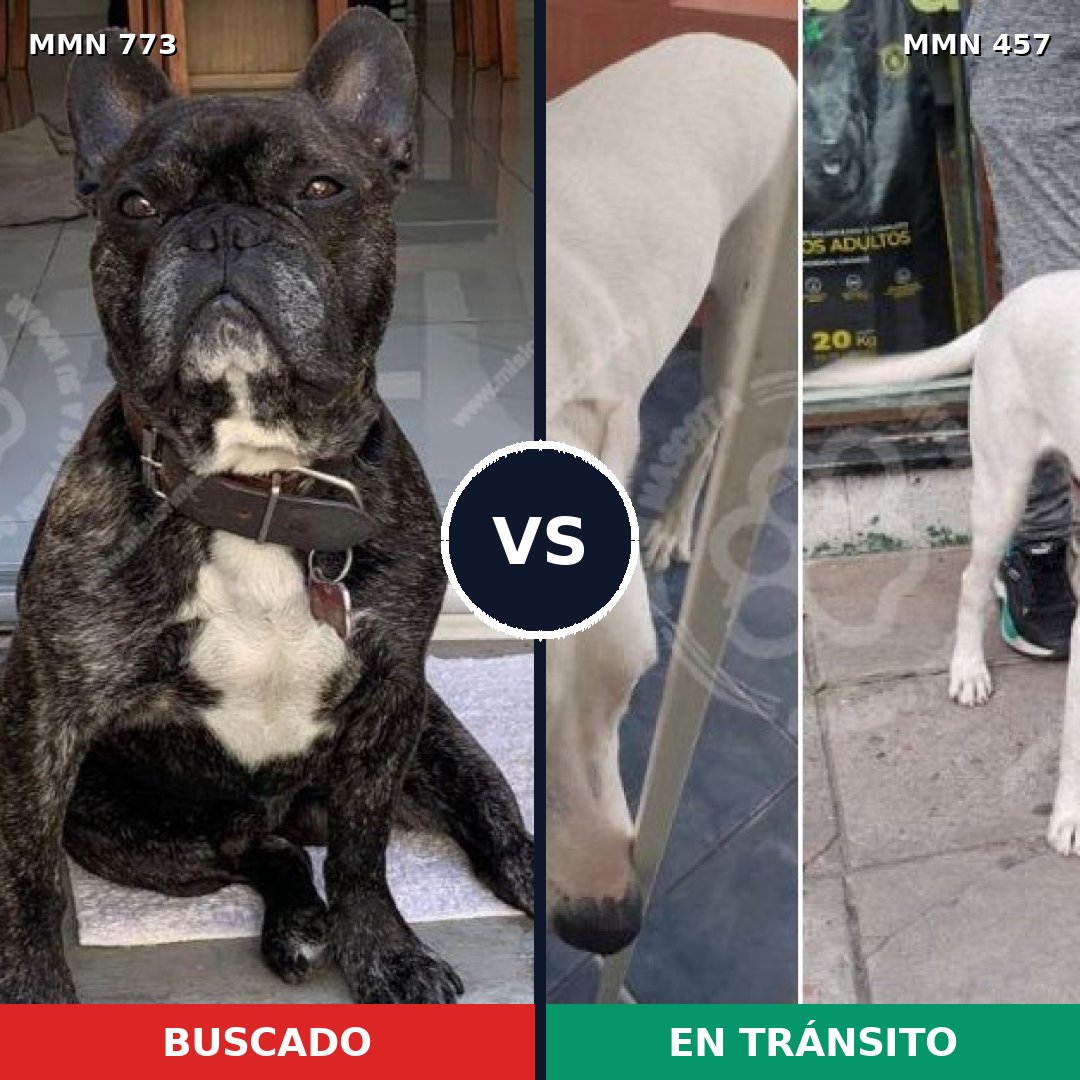 Comparativa MMS 12340: mascota perdida y mascota encontrada, 46% de similitud
