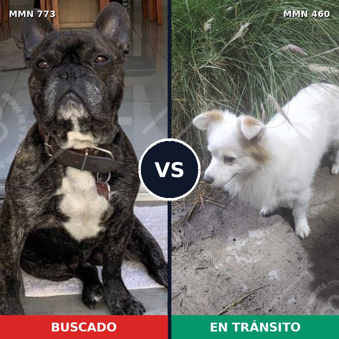 Comparativa MMS 12341: mascota perdida y mascota encontrada, 35% de similitud
