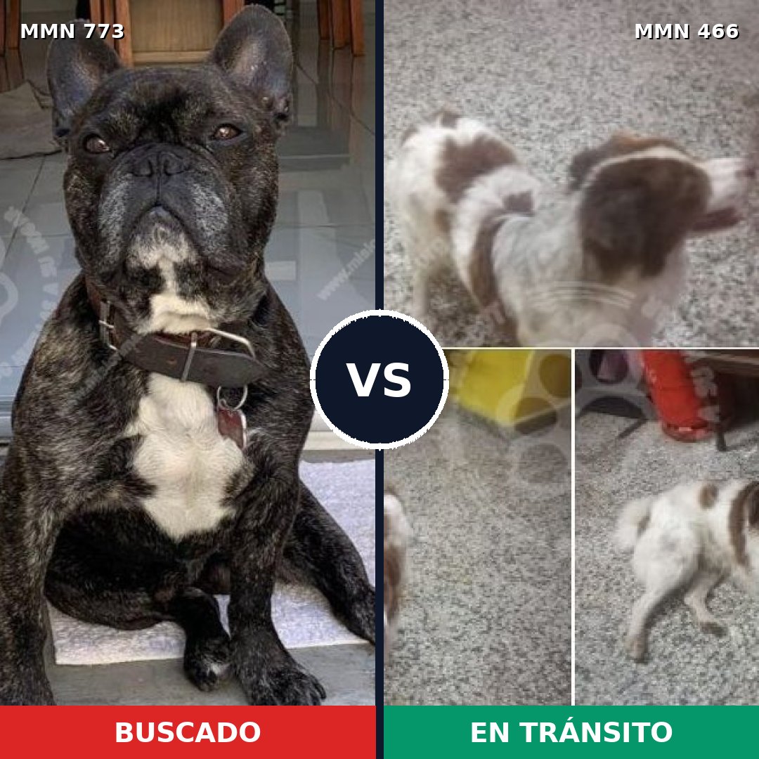 Comparativa MMS 12342: mascota perdida y mascota encontrada, 55% de similitud