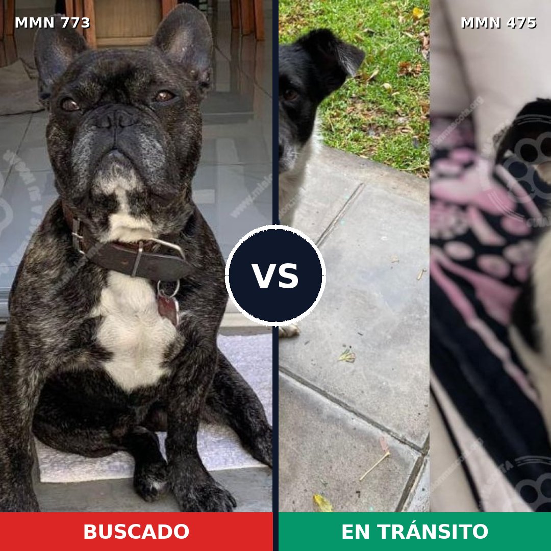 Comparativa MMS 12343: mascota perdida y mascota encontrada, 59% de similitud