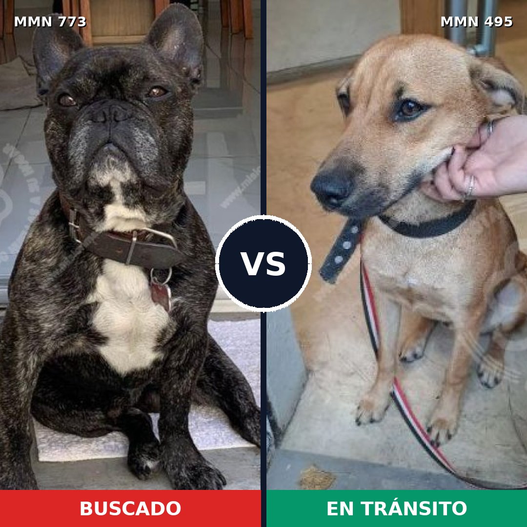 Comparativa MMS 12345: mascota perdida y mascota encontrada, 47% de similitud