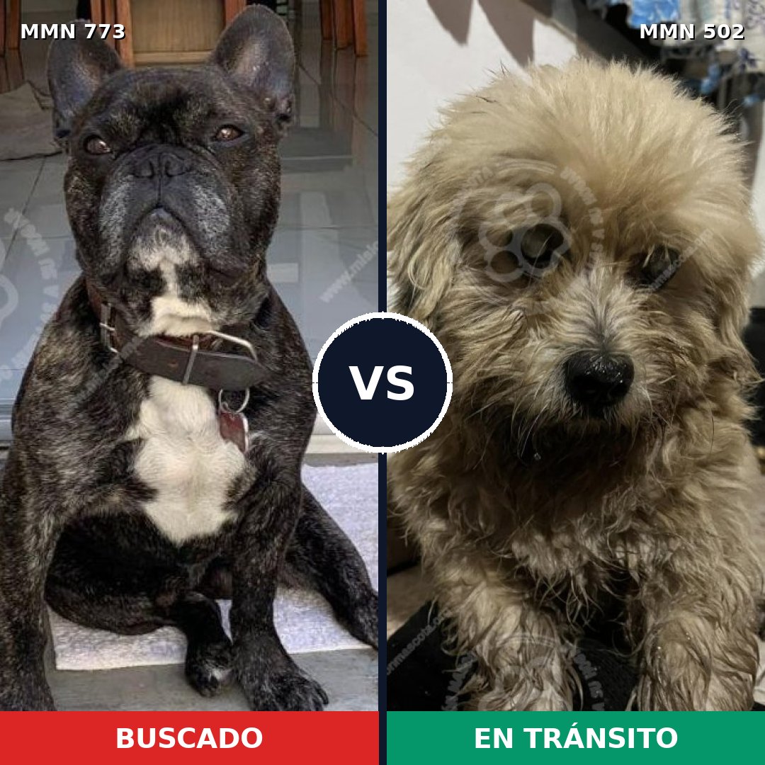 Comparativa MMS 12346: mascota perdida y mascota encontrada, 32% de similitud