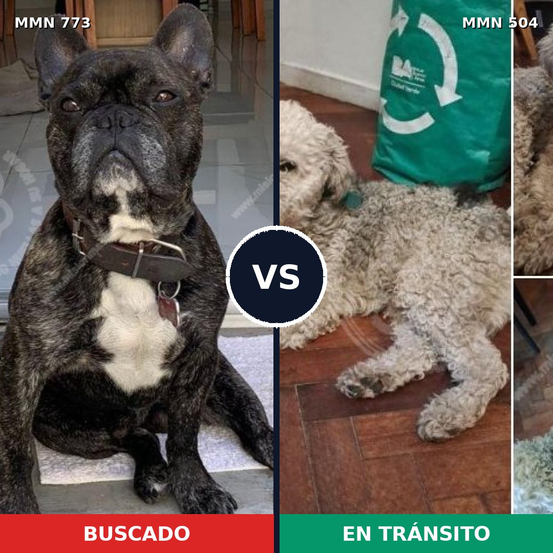Comparativa MMS 12347: mascota perdida y mascota encontrada, 44% de similitud