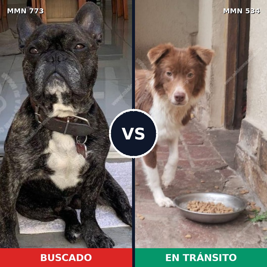 Comparativa MMS 12349: mascota perdida y mascota encontrada, 50% de similitud