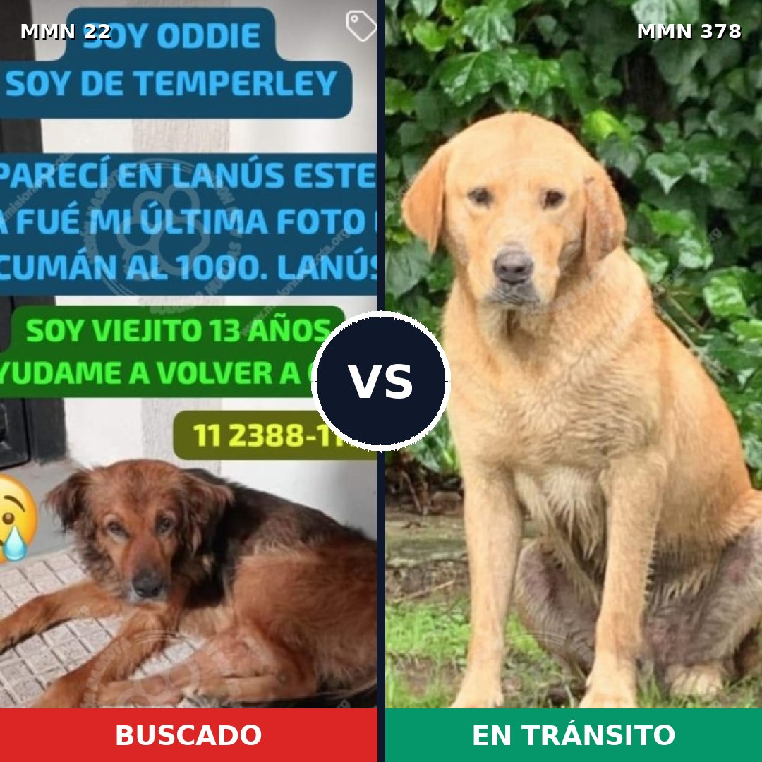 Comparativa MMS 1235: mascota perdida y mascota encontrada, 27% de similitud