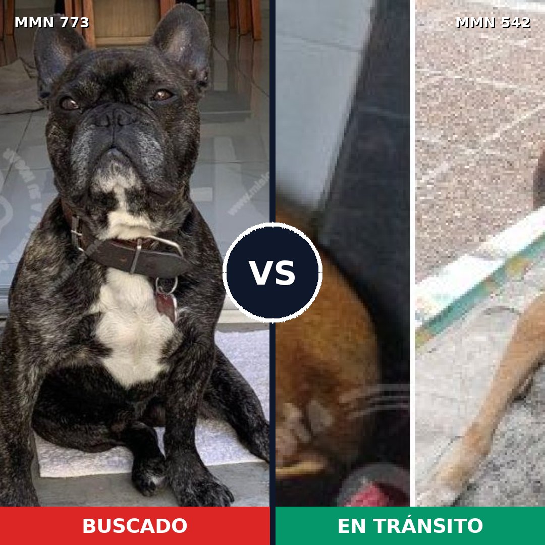 Comparativa MMS 12350: mascota perdida y mascota encontrada, 35% de similitud