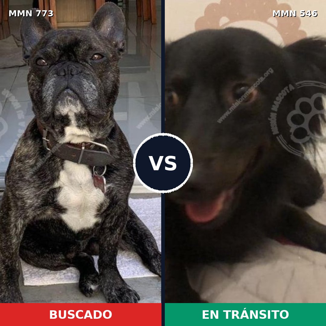 Comparativa MMS 12351: mascota perdida y mascota encontrada, 45% de similitud