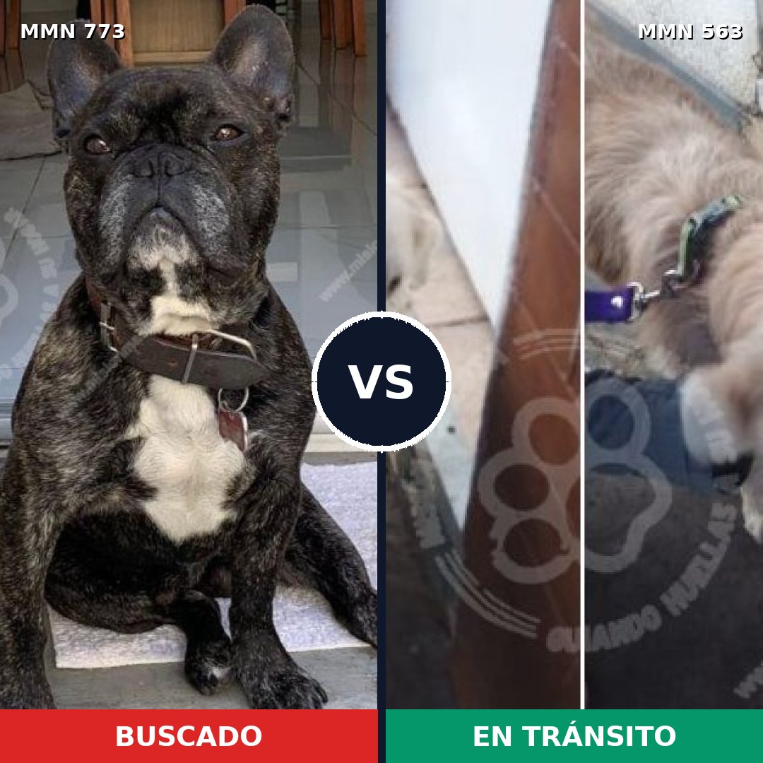 Comparativa MMS 12352: mascota perdida y mascota encontrada, 39% de similitud