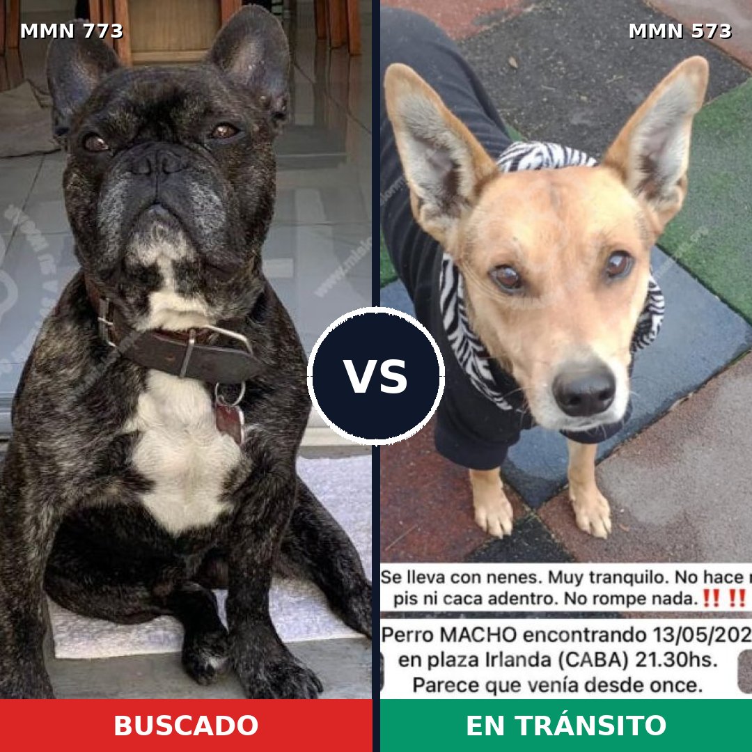 Comparativa MMS 12353: mascota perdida y mascota encontrada, 54% de similitud