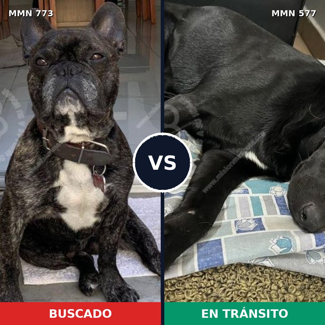 Comparativa MMS 12354: mascota perdida y mascota encontrada, 56% de similitud