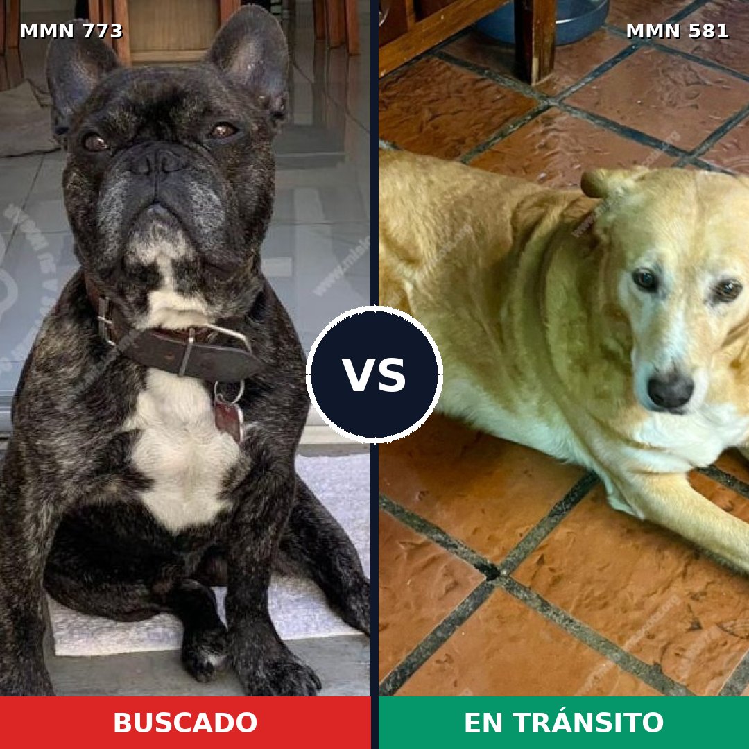 Comparativa MMS 12355: mascota perdida y mascota encontrada, 38% de similitud
