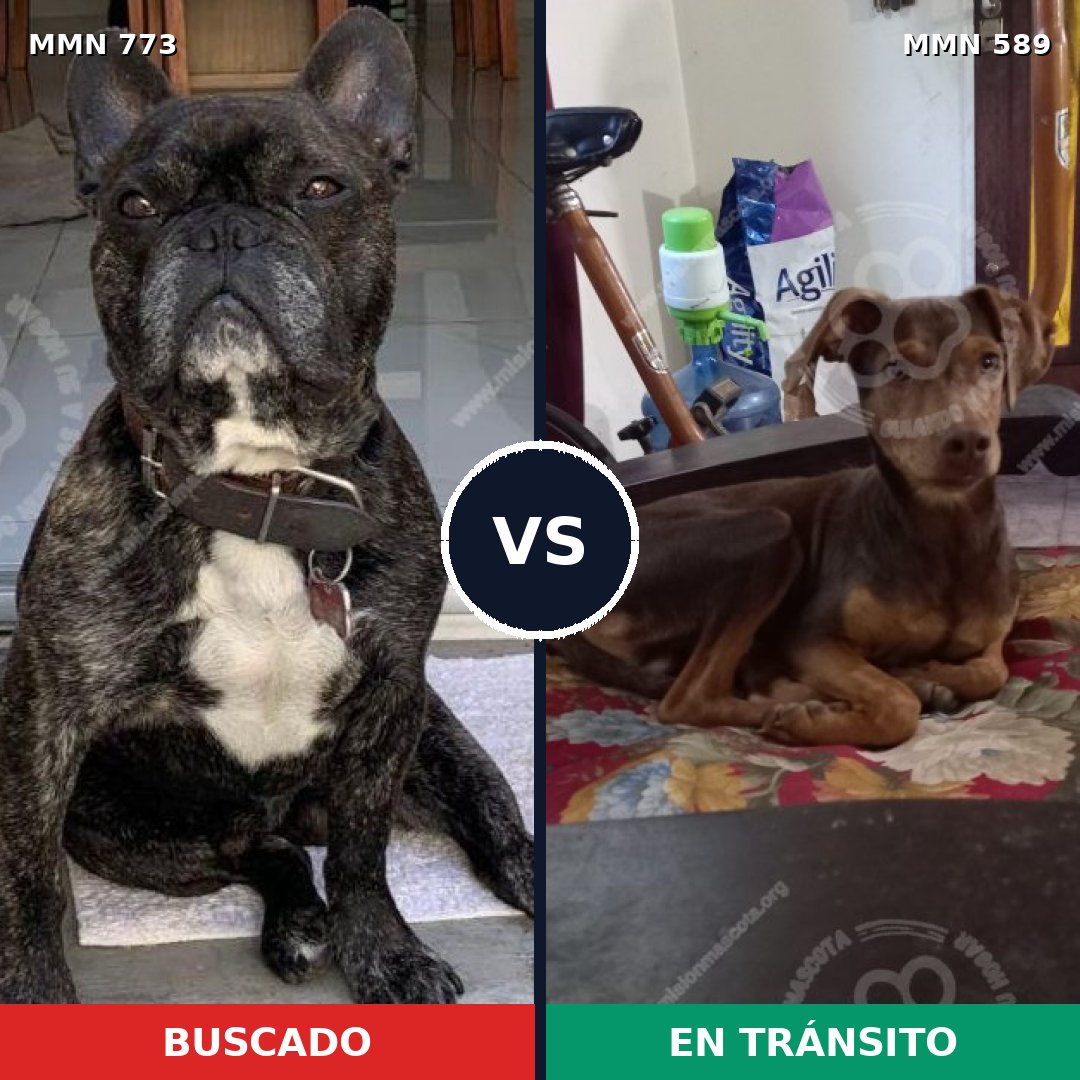Comparativa MMS 12356: mascota perdida y mascota encontrada, 31% de similitud