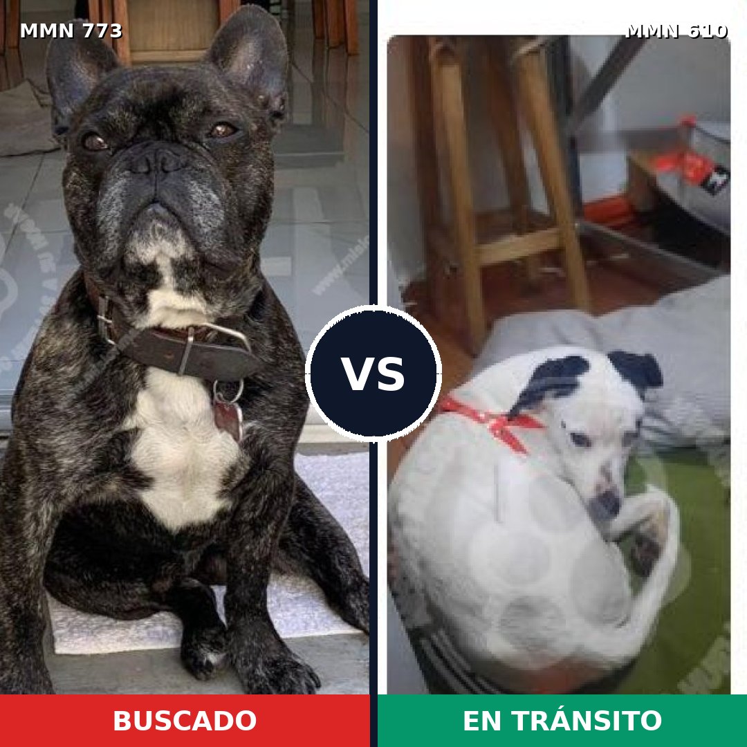 Comparativa MMS 12357: mascota perdida y mascota encontrada, 52% de similitud