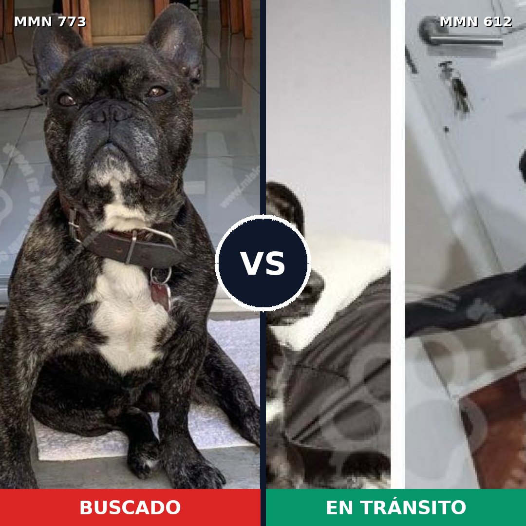 Comparativa MMS 12358: mascota perdida y mascota encontrada, 56% de similitud