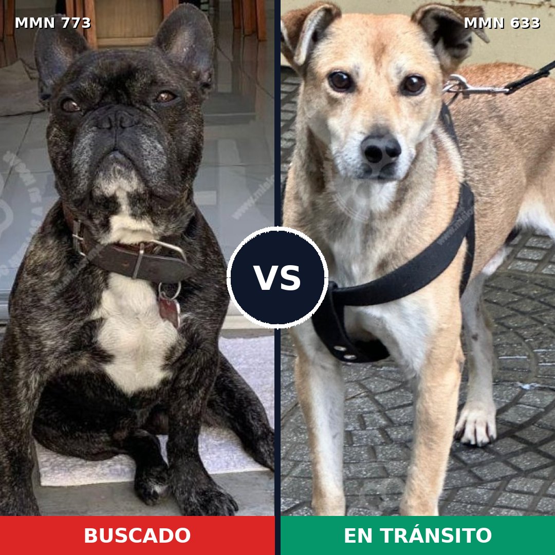 Comparativa MMS 12359: mascota perdida y mascota encontrada, 47% de similitud