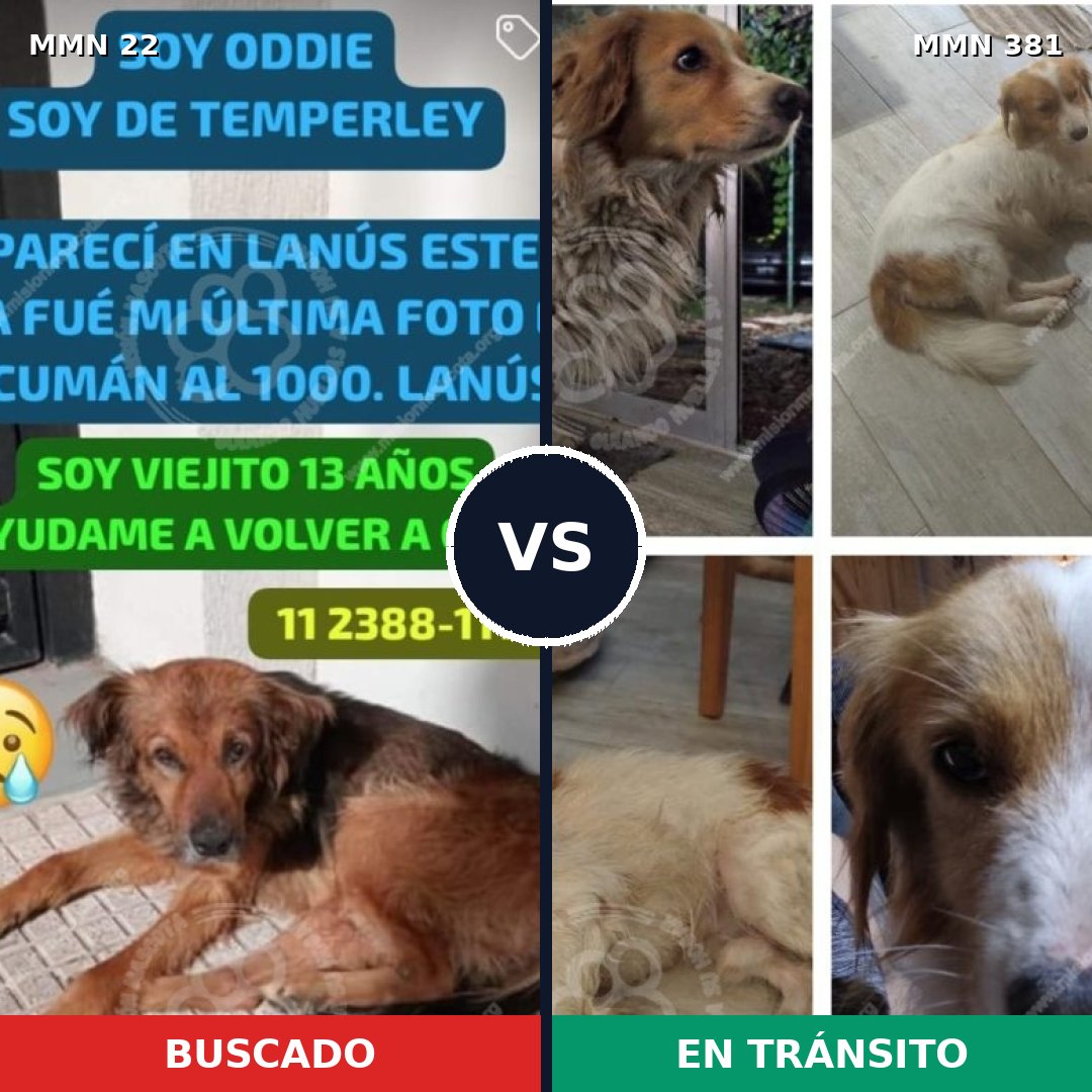 Comparativa MMS 1236: mascota perdida y mascota encontrada, 68% de similitud