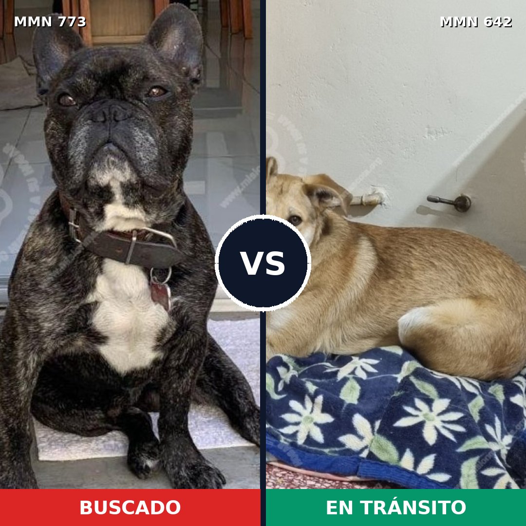 Comparativa MMS 12360: mascota perdida y mascota encontrada, 31% de similitud