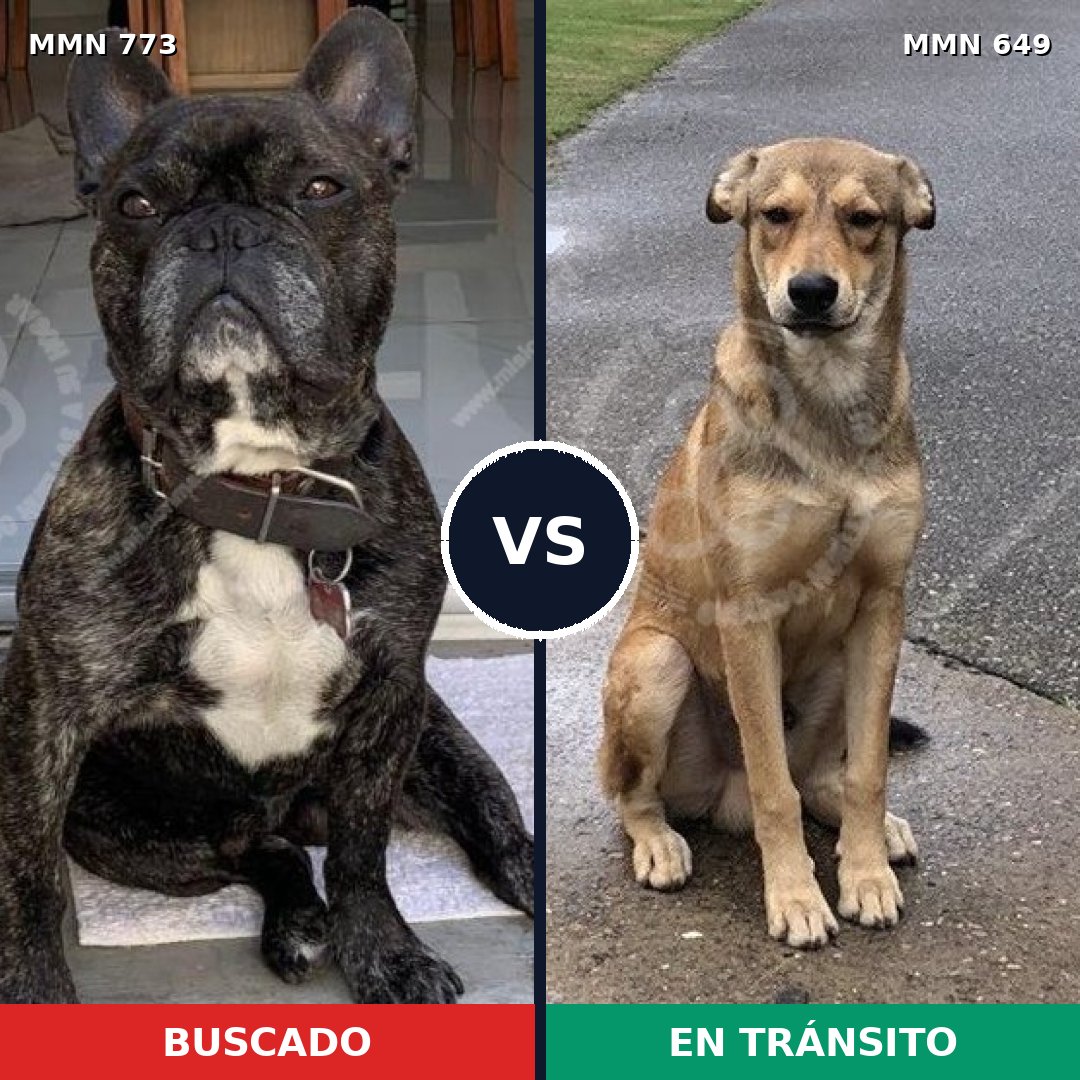 Comparativa MMS 12361: mascota perdida y mascota encontrada, 28% de similitud