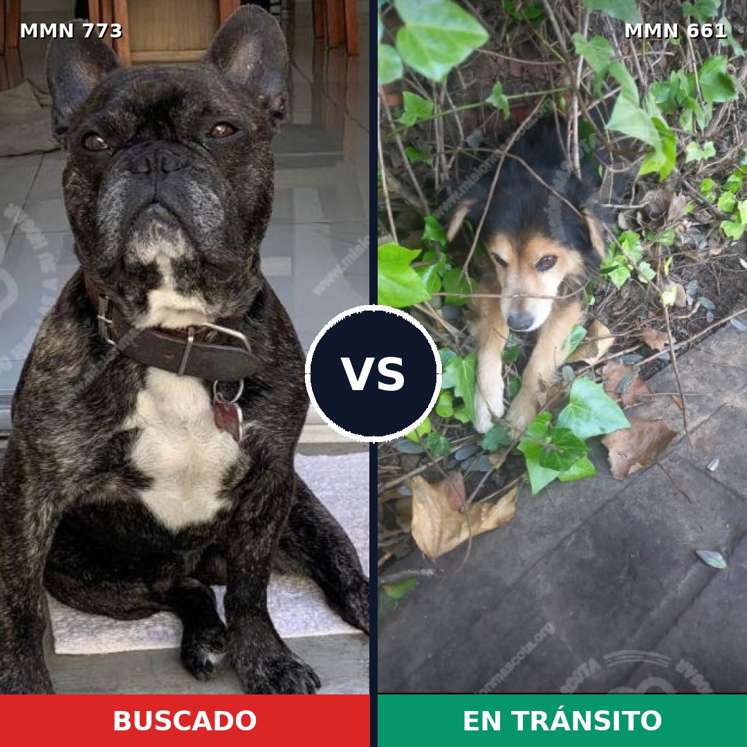 Comparativa MMS 12362: mascota perdida y mascota encontrada, 43% de similitud